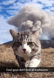 娱乐吃瓜猫捉鸟百度云,猫捉鸟奇遇记，百度云独家放送